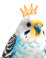 Budgie